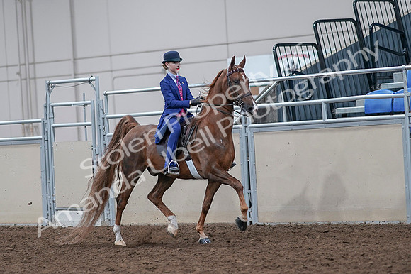 2020 - AB Morgan Horse - Fri, Sept 04 - 05226