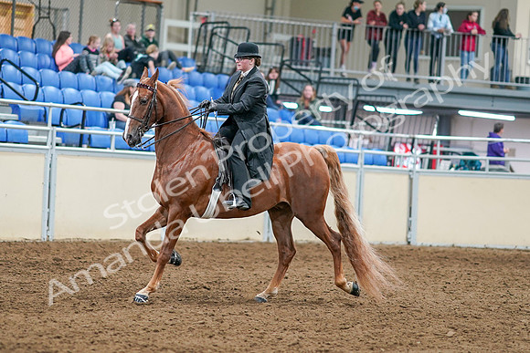 2020 - AB Morgan Horse - Sat, Sept 05 - 07976