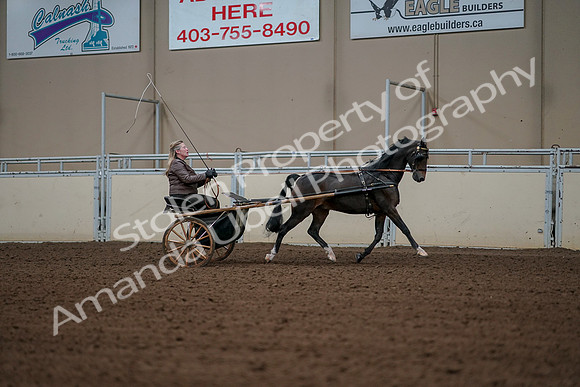 2019 Morgan Horse Show - Aug 30, 2019 - 13369