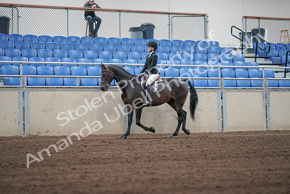 2019 Morgan Horse Show - Sept 01, 2019 - 03651