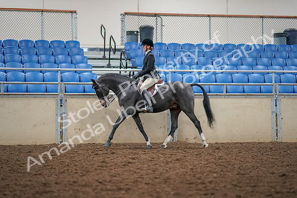2019 Morgan Horse Show - Aug 30, 2019 - 23105