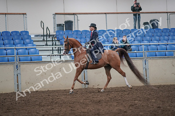 2019 Morgan Horse Show - Aug 31, 2019 - 08655