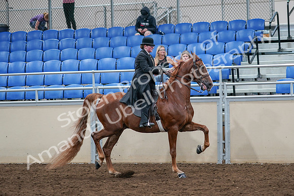 2020 - AB Morgan Horse - Sat, Sept 05 - 08264