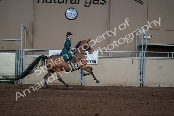 2019 Morgan Horse Show - Sept 01, 2019 - 13391