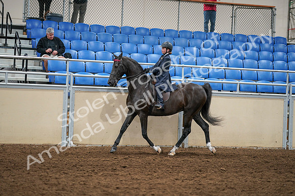2020 - AB Morgan Horse - Fri, Sept 04 - 02985