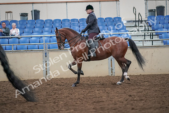 2019 Morgan Horse Show - Aug 30, 2019 - 20093