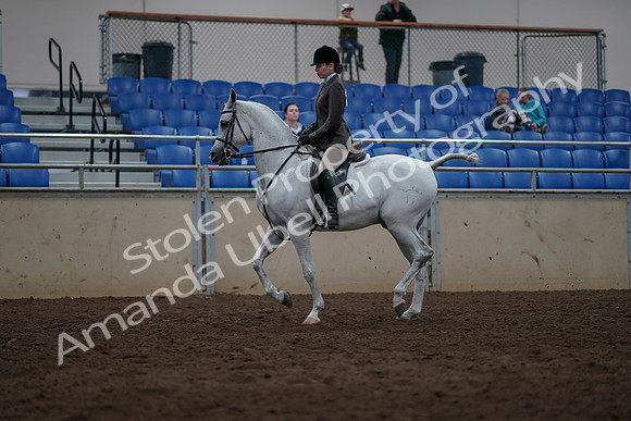 2019 Morgan Horse Show - Sept 01, 2019 - 08638