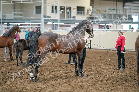 2020 - AB Morgan Horse - Sat, Sept 05 - 00746