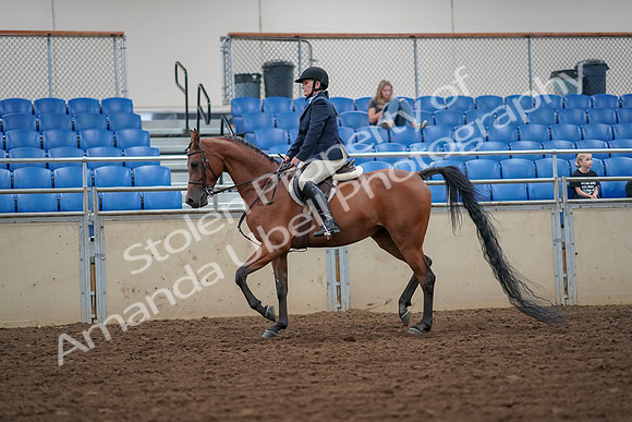 2019 Morgan Horse Show - Aug 30, 2019 - 16249