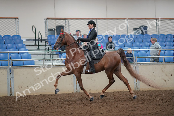 2019 Morgan Horse Show - Aug 30, 2019 - 25050