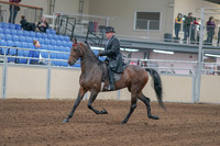 2020 - AB Morgan Horse - Sun, Sept 06 - 00290