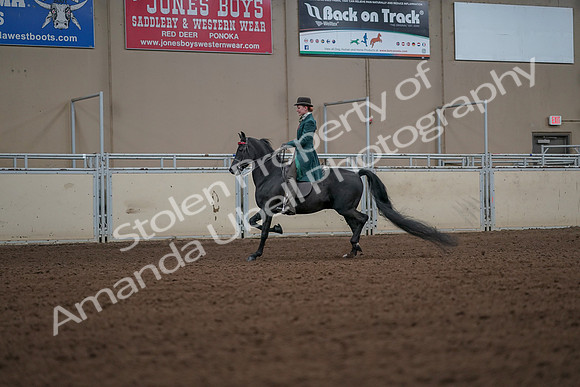 2019 Morgan Horse Show - Aug 30, 2019 - 15441