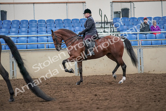2019 Morgan Horse Show - Aug 30, 2019 - 20088
