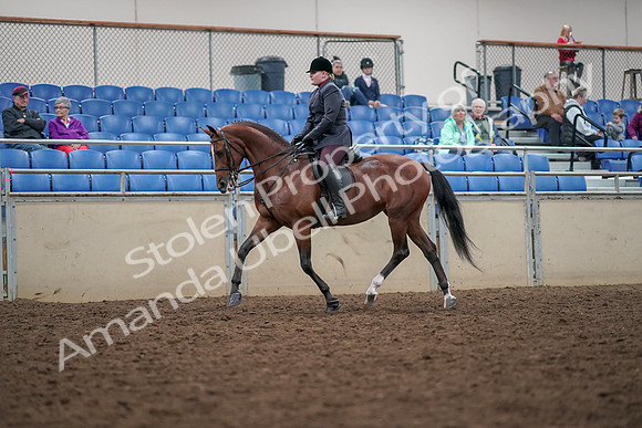 2019 Morgan Horse Show - Aug 30, 2019 - 20429