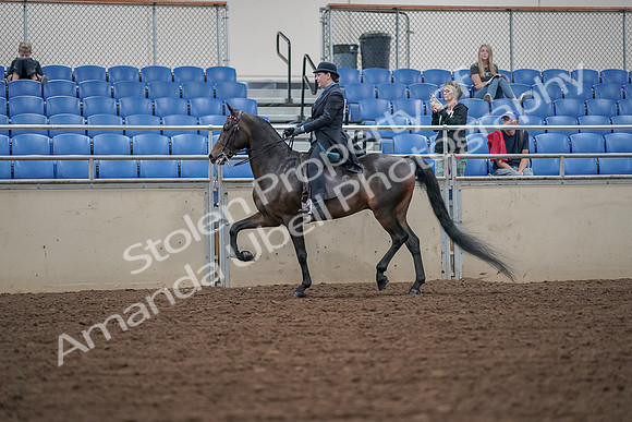2019 Morgan Horse Show - Aug 30, 2019 - 15303