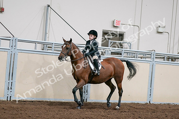 2020 - AB Morgan Horse - Fri, Sept 04 - 02042
