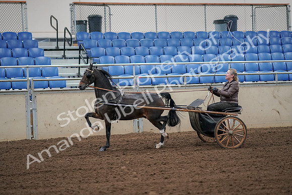 2019 Morgan Horse Show - Aug 30, 2019 - 13102