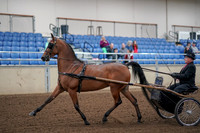 2019 Morgan Horse Show - Aug 30, 2019 - 13032