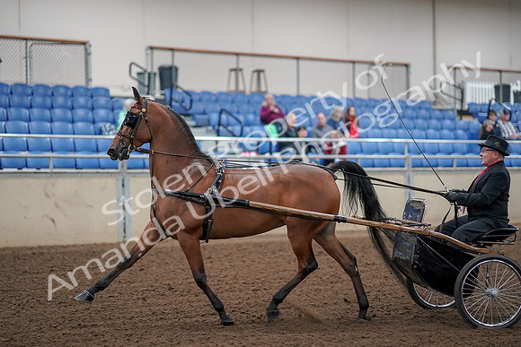 2019 Morgan Horse Show - Aug 30, 2019 - 13032