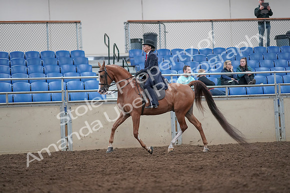 2019 Morgan Horse Show - Aug 31, 2019 - 08660