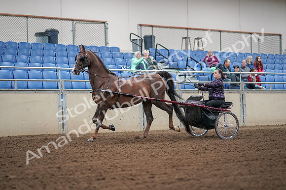 2019 Morgan Horse Show - Aug 30, 2019 - 13161