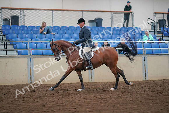 2019 Morgan Horse Show - Aug 30, 2019 - 16353