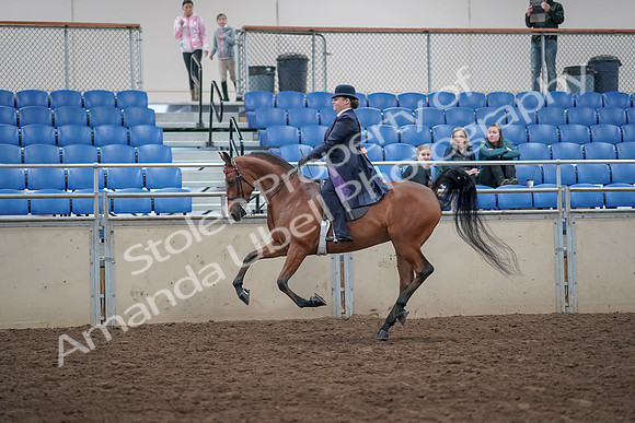 2019 Morgan Horse Show - Aug 31, 2019 - 08847