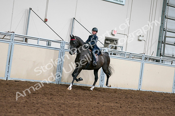 2020 - AB Morgan Horse - Fri, Sept 04 - 03201