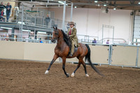 2020 - AB Morgan Horse - Sat, Sept 05 - 05271