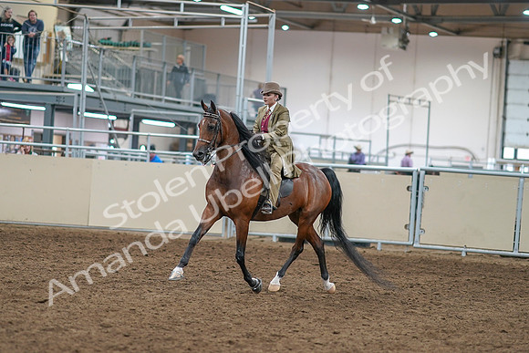 2020 - AB Morgan Horse - Sat, Sept 05 - 05271