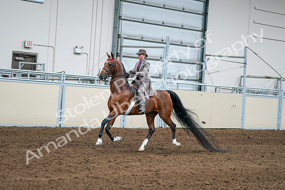 2020 - AB Morgan Horse - Sat, Sept 05 - 12084