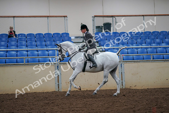 2019 Morgan Horse Show - Aug 30, 2019 - 17453