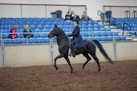 2019 Morgan Horse Show - Aug 31, 2019 - 18004