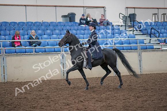 2019 Morgan Horse Show - Aug 31, 2019 - 18004