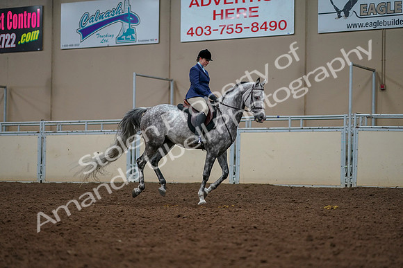 2019 Morgan Horse Show - Aug 30, 2019 - 22517