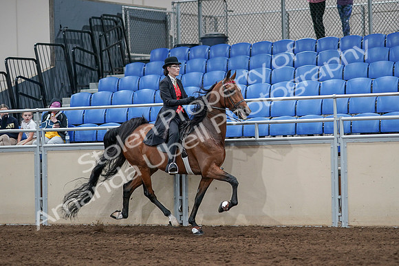 2020 - AB Morgan Horse - Sat, Sept 05 - 06793