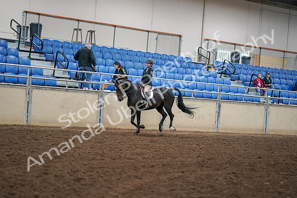 2019 Morgan Horse Show - Aug 30, 2019 - 12269