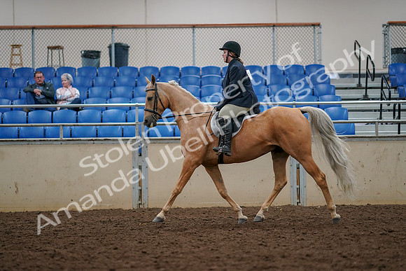 2019 Morgan Horse Show - Aug 30, 2019 - 22300