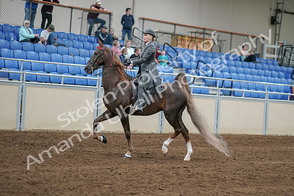 2020 - AB Morgan Horse - Sat, Sept 05 - 06684