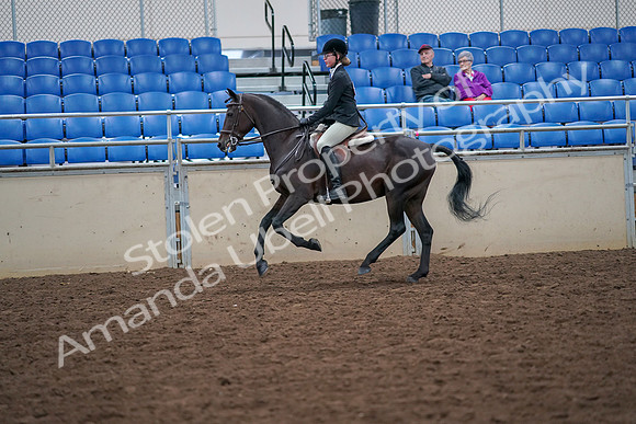 2019 Morgan Horse Show - Aug 30, 2019 - 20542