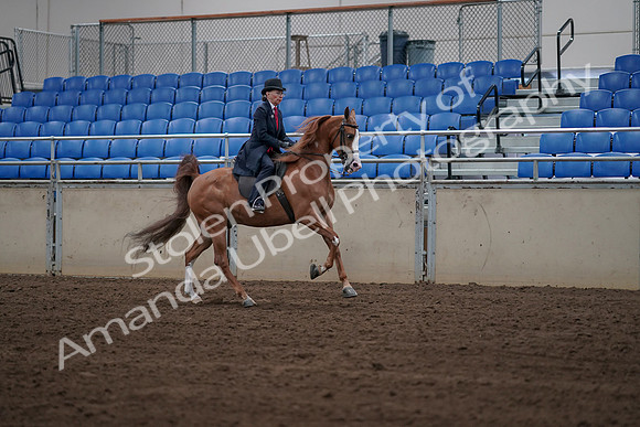 2019 Morgan Horse Show - Sept 01, 2019 - 12008