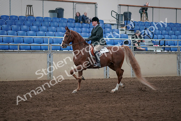 2019 Morgan Horse Show - Sept 01, 2019 - 12181