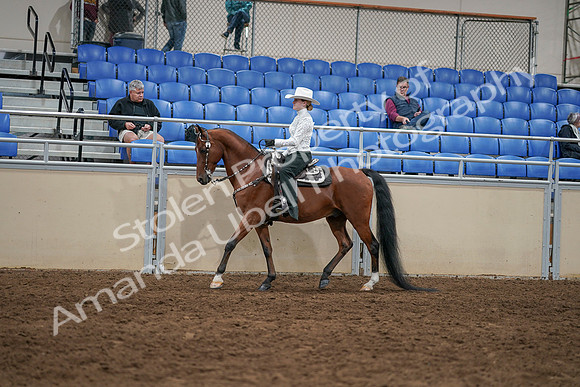 2020 - AB Morgan Horse - Sun, Sept 06 - 07475