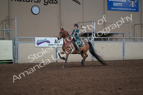 2019 Morgan Horse Show - Sept 01, 2019 - 13454