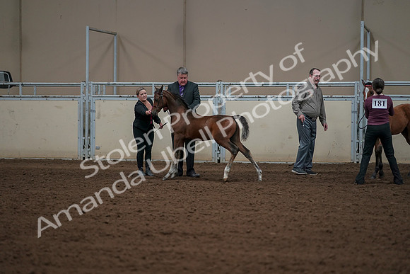 2019 Morgan Horse Show - Aug 30, 2019 - 24916