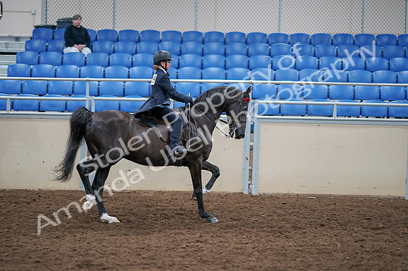 2020 - AB Morgan Horse - Fri, Sept 04 - 03170