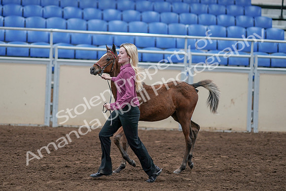 2020 - AB Morgan Horse - Sat, Sept 05 - 00474