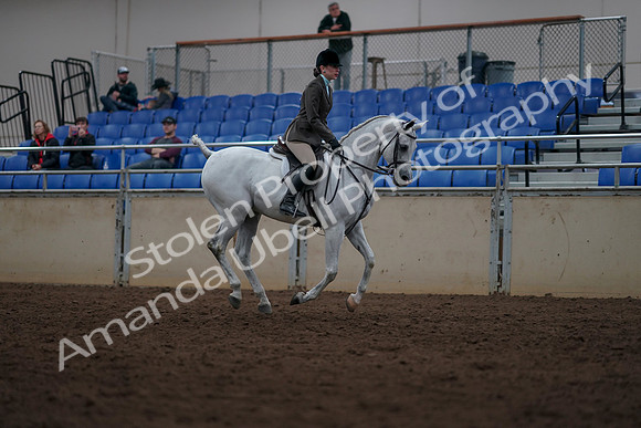 2019 Morgan Horse Show - Sept 01, 2019 - 08822