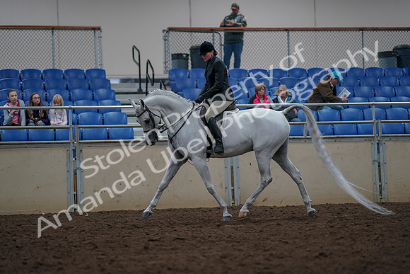 2019 Morgan Horse Show - Aug 31, 2019 - 15970