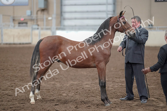 2019 Morgan Horse Show - Aug 31, 2019 - 00266